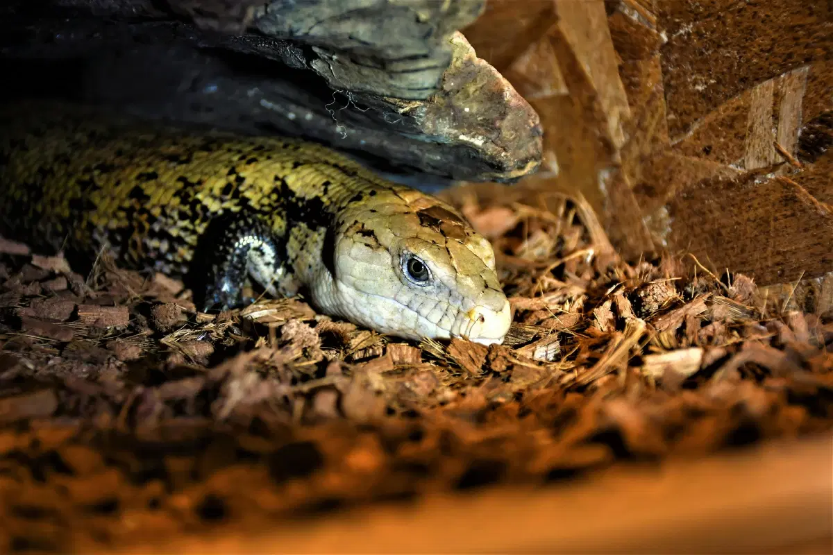 Survival Tricks Desert Animals Master Naturally