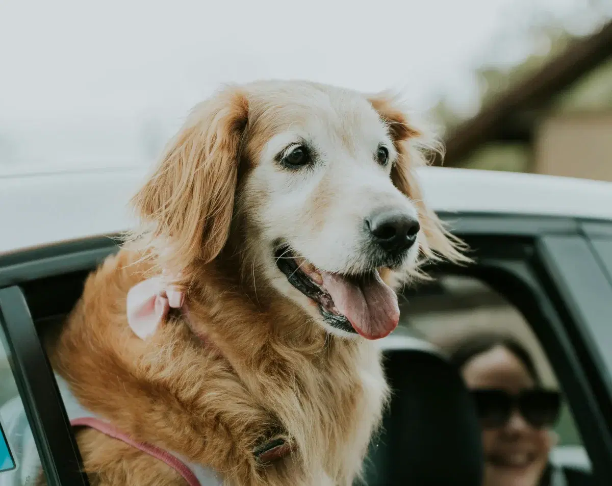 10 Essential Tips for Stress-Free Pet Travel Adventures